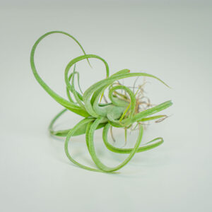 Tillandsia curly slim (oplątwa)
