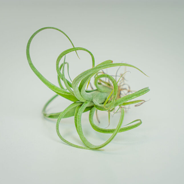 Tillandsia curly slim (oplątwa) Tillandsia curly slim (oplątwa)