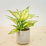 Aglaonema white kiwi