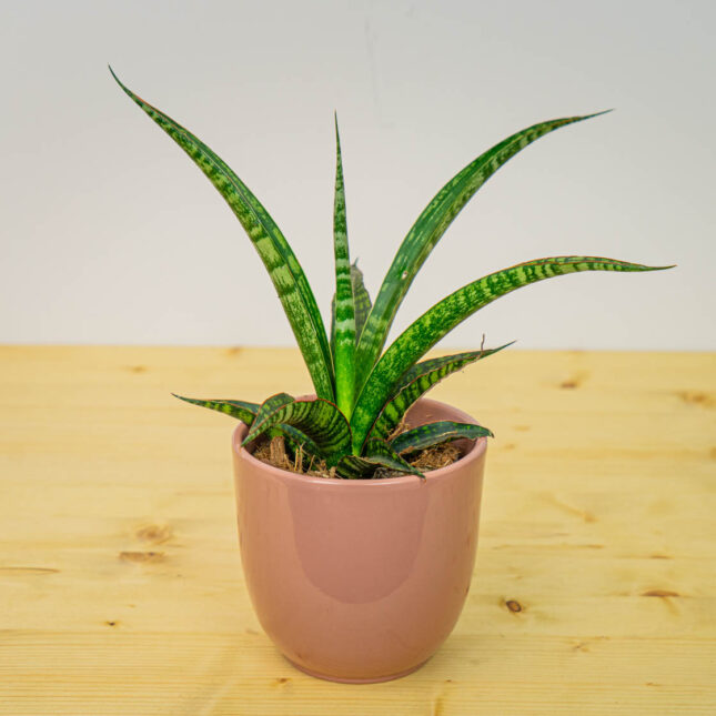 Sansevieria trifasciata Megan Sansevieria trifasciata Megan