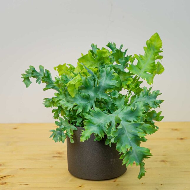 Phlebodium davana Phlebodium davana