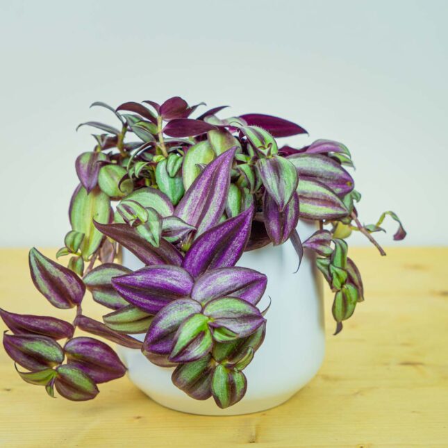 Trzykrotka zebra (tradescantia zebrina) Trzykrotka zebra (tradescantia zebrina)