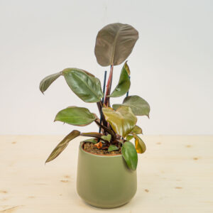 Philodendron black cardinal