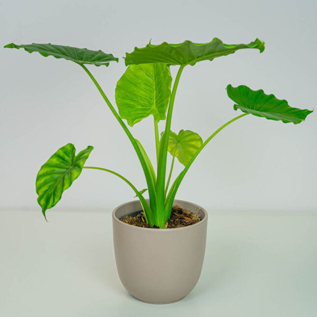 Alokazja gageana (alocasia) Alokazja gageana (alocasia)