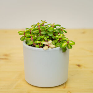 Portulacaria afra variegata mediopicta (crassula)