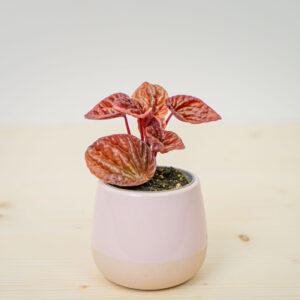 Peperomia caperata quito baby