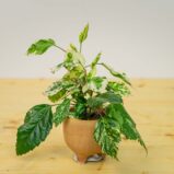 Hibiskus variegata baby