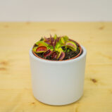 Muchołówka amerykańska (dionaea muscipula)