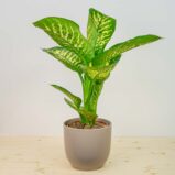 Diffenbachia tropic snow