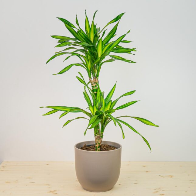 Dracaena fragrans cintho (dracena) Dracaena fragrans cintho (dracena)