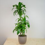 Dracena fragrans tornado