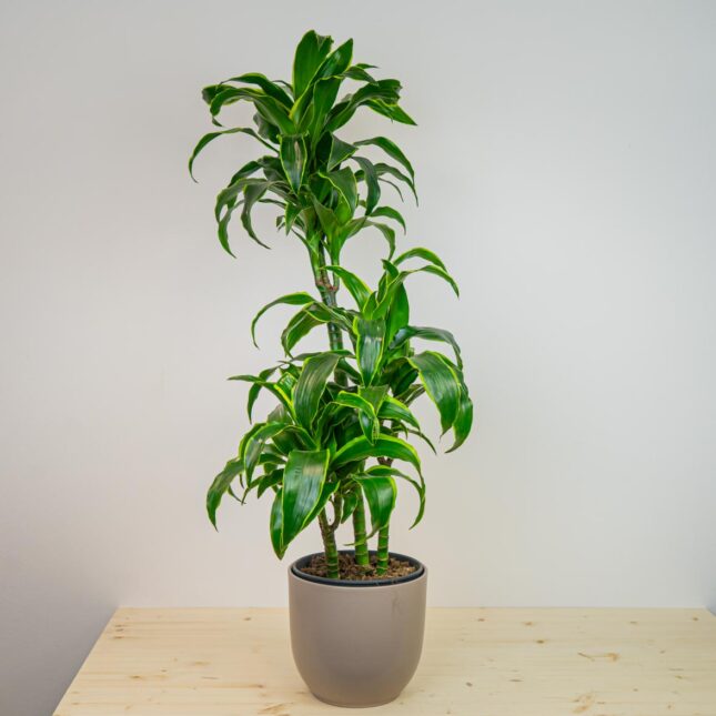 Dracena fragrans tornado Dracena fragrans tornado
