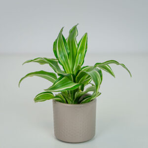 Dracena fragrans kanzi baby (dracaena)