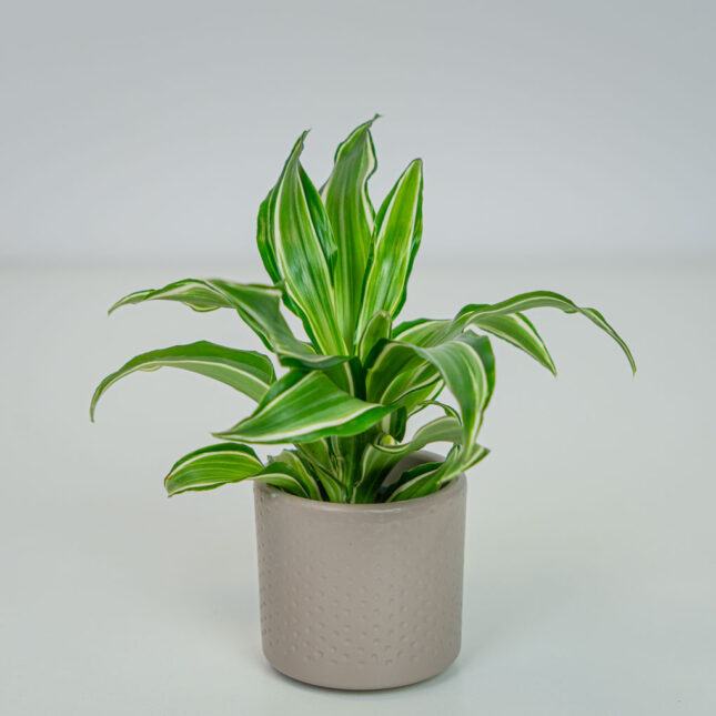 Dracena fragrans kanzi baby (dracaena)