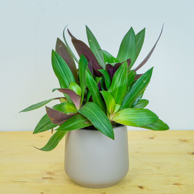 Reo meksykańskie (tradescantia sitara) Reo meksykańskie (tradescantia sitara)