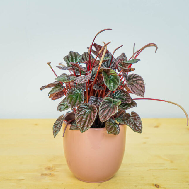 Peperomia caperata burgunder Peperomia caperata burgunder