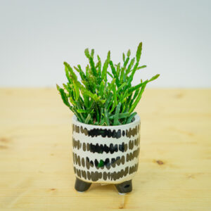 Rhipsalis ewaldiana (patyczak) baby