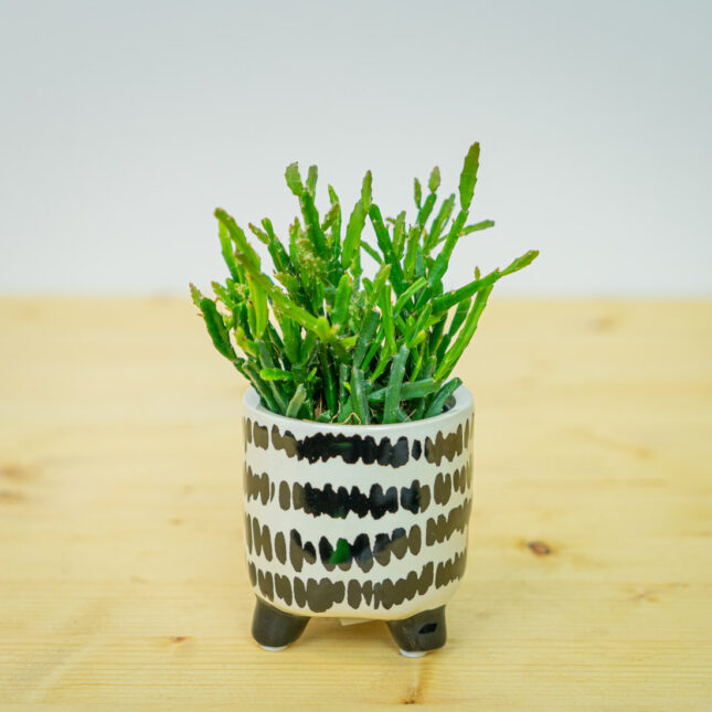 Rhipsalis ewaldiana (patyczak) baby Rhipsalis ewaldiana (patyczak) baby