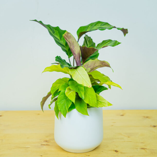 Calathea yellow fusion Calathea yellow fusion
