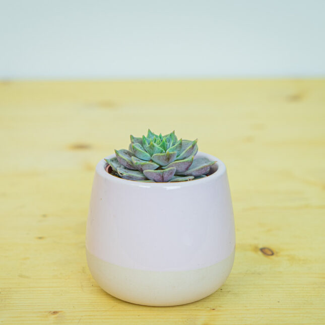 Eszeweria lola baby (echeveria) Eszeweria lola baby (echeveria)