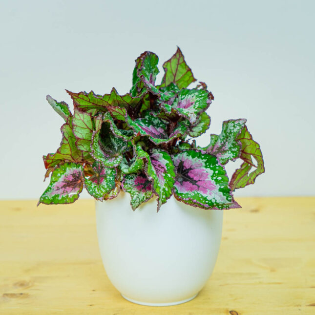 Begonia rex alaska creek Begonia rex alaska creek