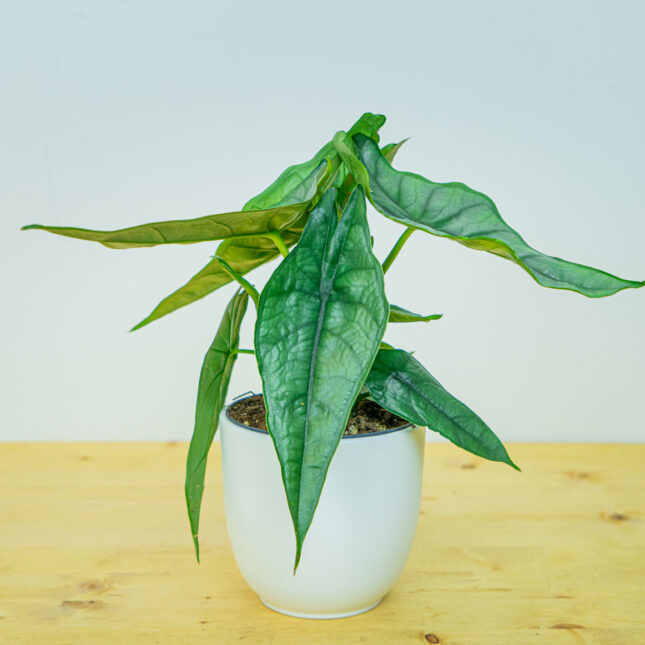 Alokazja dragon breath (alocasia) Alokazja dragon breath (alocasia)