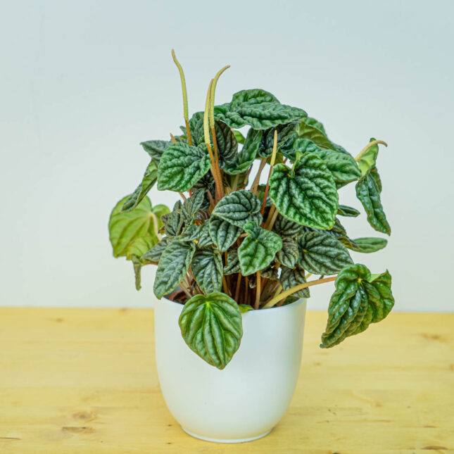 Peperomia caperata lilian Peperomia caperata lilian