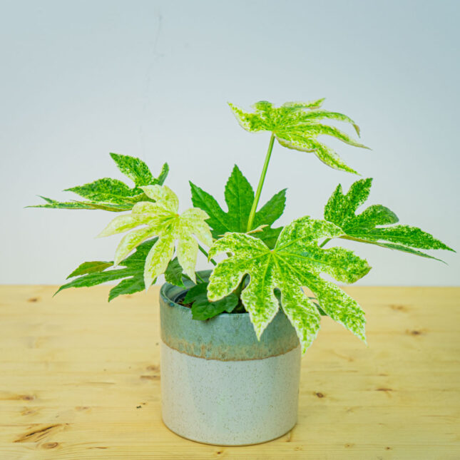 Fatsia japonica spiderweb variegata (facja) Fatsia japonica spiderweb variegata (facja)
