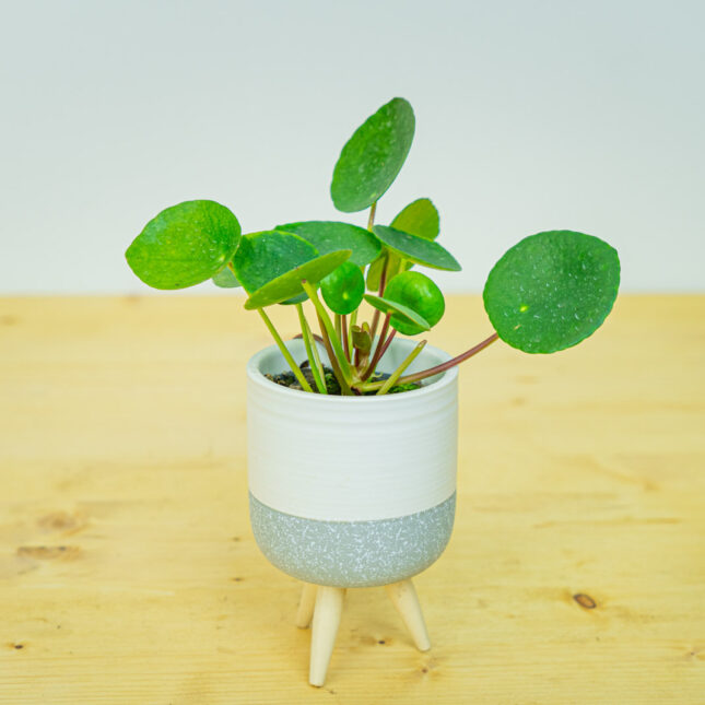 Zestaw: pilea peperomioides baby (pieniążek) w osłonce Zestaw: pilea peperomioides baby (pieniążek) w osłonce