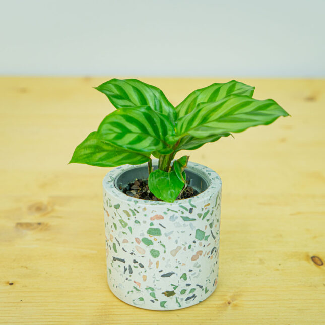 Calathea freddie baby Calathea freddie baby