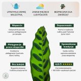 Calathea_lanciflia_min