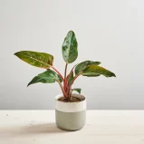 Philodendron pink birkin