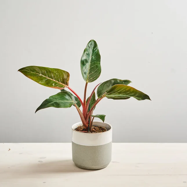 Philodendron pink birkin