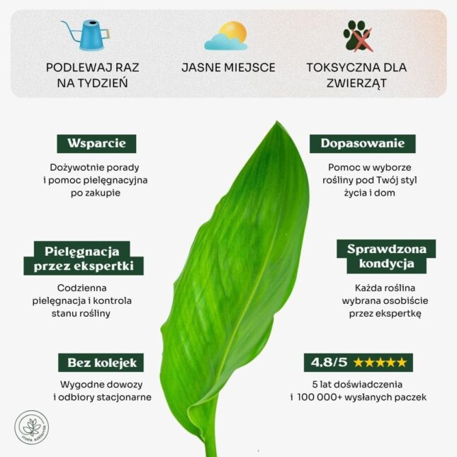 Strelicja_krolewska_min Strelicja_krolewska_min