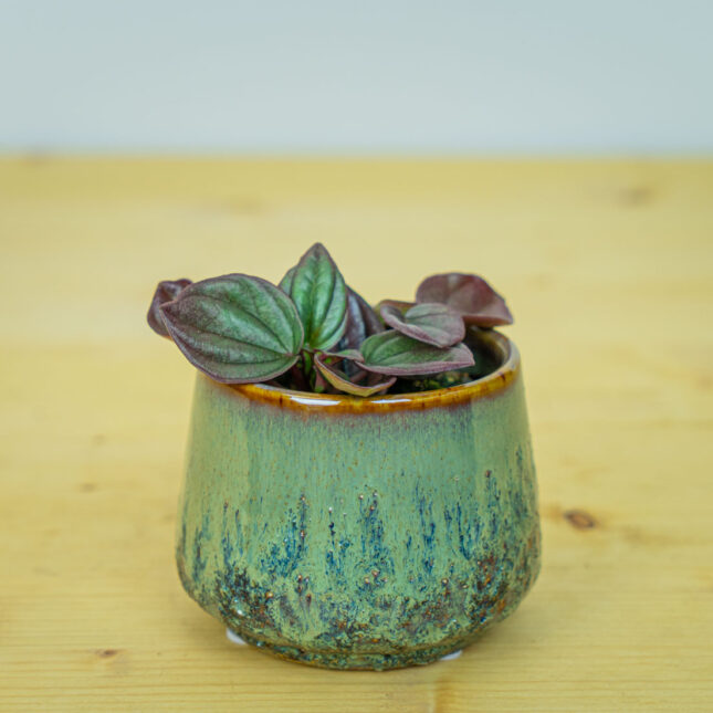 Peperomia caperata cayenne baby Peperomia caperata cayenne baby