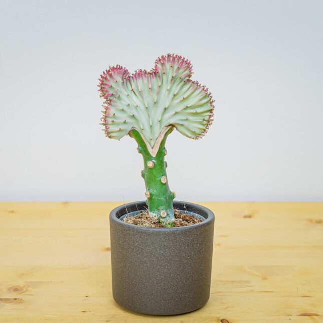 Wilczomlecz (euphorbia lactea) cristata Wilczomlecz (euphorbia lactea) cristata