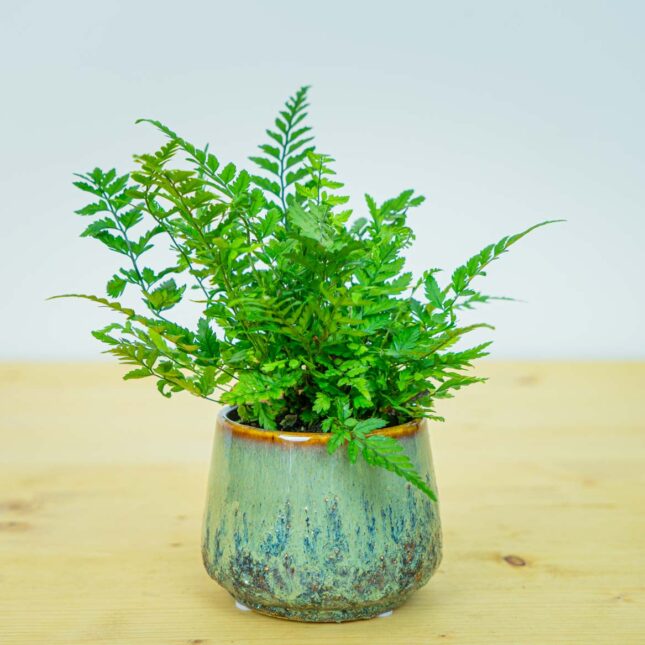 Paprotnik chiński (polystichum tsus-simense) baby Paprotnik chiński (polystichum tsus-simense) baby