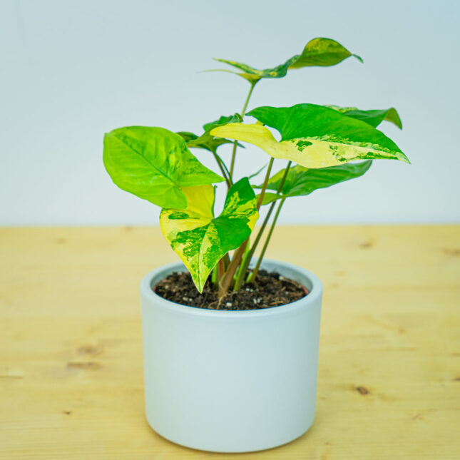 Syngonium podophyllum aurea yellow Syngonium podophyllum aurea yellow