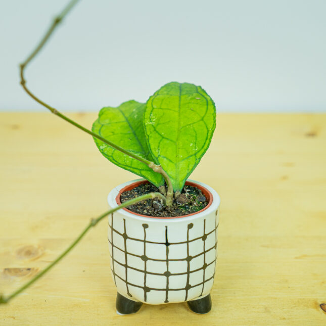 Hoya finlaysonii baby Hoya finlaysonii baby