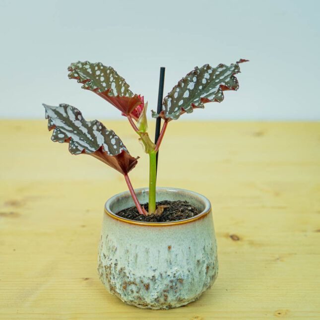Begonia maculata dark baby Begonia maculata dark baby