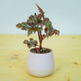 Begonia serratipetala baby