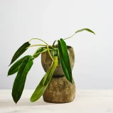 Philodendron spiritus sancti