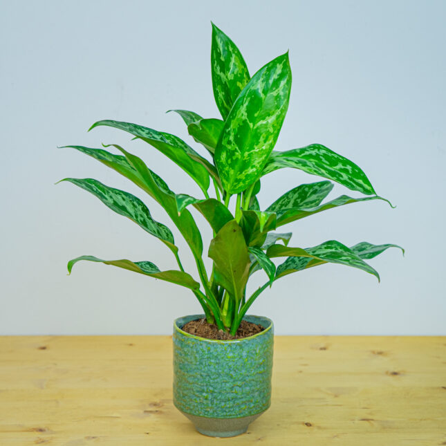 Aglaonema green lady Aglaonema green lady