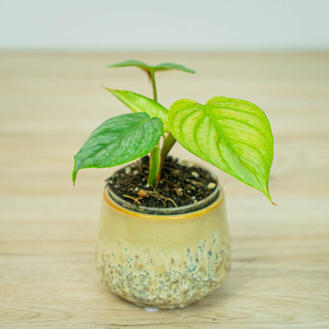 Philodendron sodiroi baby Philodendron sodiroi baby