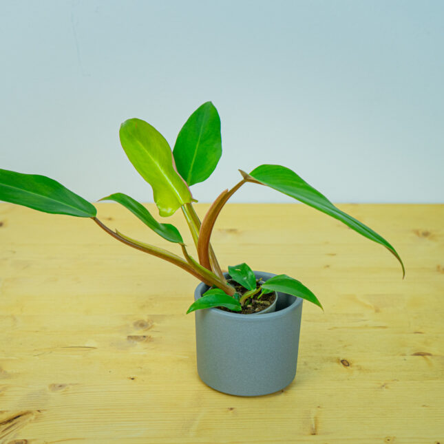 Philodendron mexicanum Philodendron mexicanum