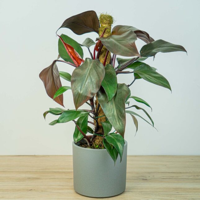 Philodendron erubescens royal queen (na paliku) Philodendron erubescens royal queen (na paliku)