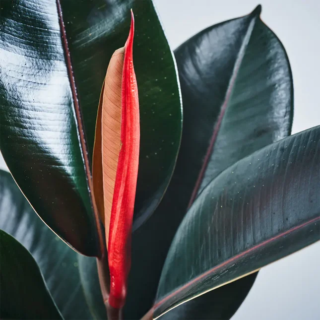 MS191k_0042_MS19 42 MS191k_0042_MS19 42