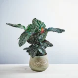 Calathea sanderiana