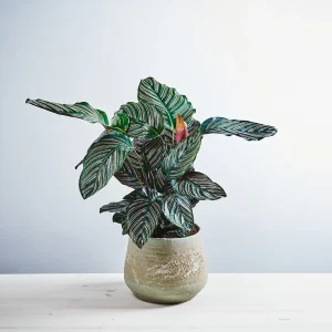 Calathea sanderiana