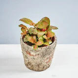 Fittonia mosaic skeleton